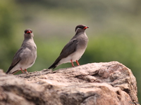 view--red-billed tern like birds Murchison Falls, East Africa, Uganda, Africa