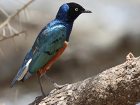 view--purple starling Serengeti, Ngorongoro, East Africa, Tanzania, Africa