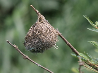 weaver nest Jinja, East Africa, Uganda, Africa