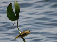 golden weaver Jinja, East Africa, Uganda, Africa