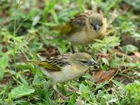 two golden weavers Murchison Falls, East Africa, Uganda, Africa