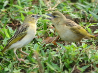 kissing golden weavers Murchison Falls, East Africa, Uganda, Africa