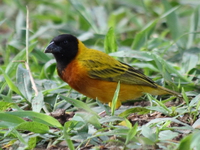 black-headed weaver Murchison Falls, East Africa, Uganda, Africa