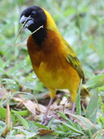 black-headed weaver Murchison Falls, East Africa, Uganda, Africa