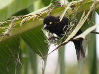 black bishop Bugala Island, East Africa, Uganda, Africa