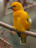 view--golden weaver Bugala Island, East Africa, Uganda, Africa