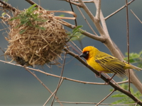 black-headed weaver Bugala Island, East Africa, Uganda, Africa