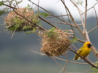 view--black-headed weaver Bugala Island, East Africa, Uganda, Africa