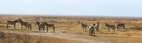 zebras of ngorongoro Ngorongoro Crater, Arusha, East Africa, Tanzania, Africa