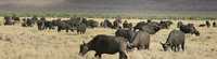 buffaloes of ngorongoro Ngorongoro Crater, Arusha, East Africa, Tanzania, Africa