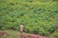 farmland Rawangi, East Africa, Tanzania, Africa