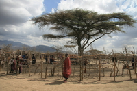 masai tree Serengeti, Ngorongoro, East Africa, Tanzania, Africa