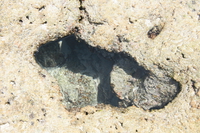 071010104955_coral_hole