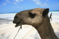 camel ali Diani Beach, East Africa, Kenya, Africa