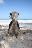 camel resting Diani Beach, East Africa, Kenya, Africa