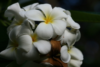 white flowers Diani Beach, East Africa, Kenya, Africa