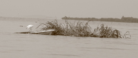 egret fishing Kisumu, East Africa, Kenya, Africa