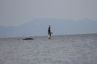 fish hunter Kisumu, East Africa, Kenya, Africa