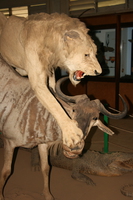 lion hunting Kisumu, East Africa, Kenya, Africa