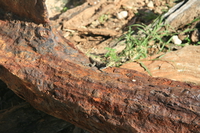 gecko Mombas, East Africa, Kenya, Africa