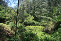 haller park Mombas, East Africa, Kenya, Africa