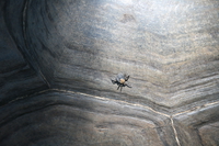 giant turtle tick Mombas, East Africa, Kenya, Africa