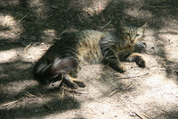 cat Mombas, East Africa, Kenya, Africa