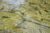 tilapia fish farm Mombas, East Africa, Kenya, Africa