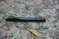 milipede Mombas, East Africa, Kenya, Africa