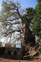 baubav tree Shimoni, East Africa, Kenya, Africa