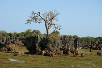 coral tree Shimoni, East Africa, Kenya, Africa