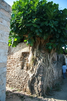 tree house Shimoni, East Africa, Kenya, Africa