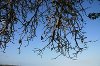 evening tree Shimoni, East Africa, Kenya, Africa