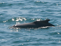 river dolphin Shimoni, East Africa, Kenya, Africa