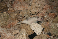 dead blow fish Shimoni, East Africa, Kenya, Africa