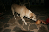 coconut dog Shimoni, East Africa, Kenya, Africa