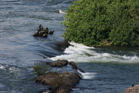 nile near jinja Jinja, East Africa, Uganda, Africa