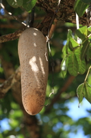 sausage fruit Murchison Falls, East Africa, Uganda, Africa