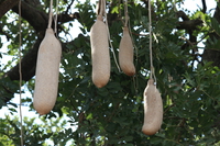 sausage fruits of the sausage tree Murchison Falls, East Africa, Uganda, Africa