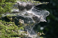 nest of yellow weaver bird and spider web Jinja, East Africa, Uganda, Africa