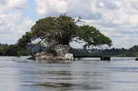 tree near nile river source Jinja, East Africa, Uganda, Africa
