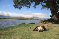 view--buffalo skull at ngorongoro spring Ngorongoro Crater, Arusha, East Africa, Tanzania, Africa