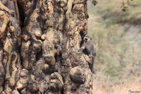 view--vervet monkey on fever tree Ngorongoro Crater, Arusha, East Africa, Tanzania, Africa