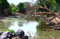 crocodile river Mwanza, East Africa, Tanzania, Africa