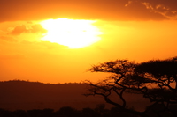 071002182411_sunrise_of_serengeti