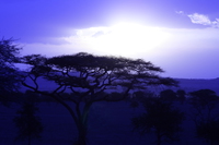 sunrise of serengeti Mwanza, East Africa, Tanzania, Africa