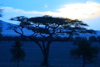 sunrise of serengeti Mwanza, East Africa, Tanzania, Africa