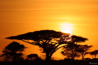 071003063348_view--sunrise_behind_the_acacia_tree