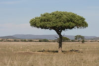 acacia tree and gazelles Serengeti, Ngorongoro, East Africa, Tanzania, Africa
