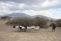 masai shepherd Serengeti, Ngorongoro, East Africa, Tanzania, Africa